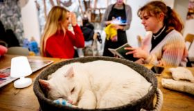 In questi Cafè puoi bere, mangiare e giocare con i gatti