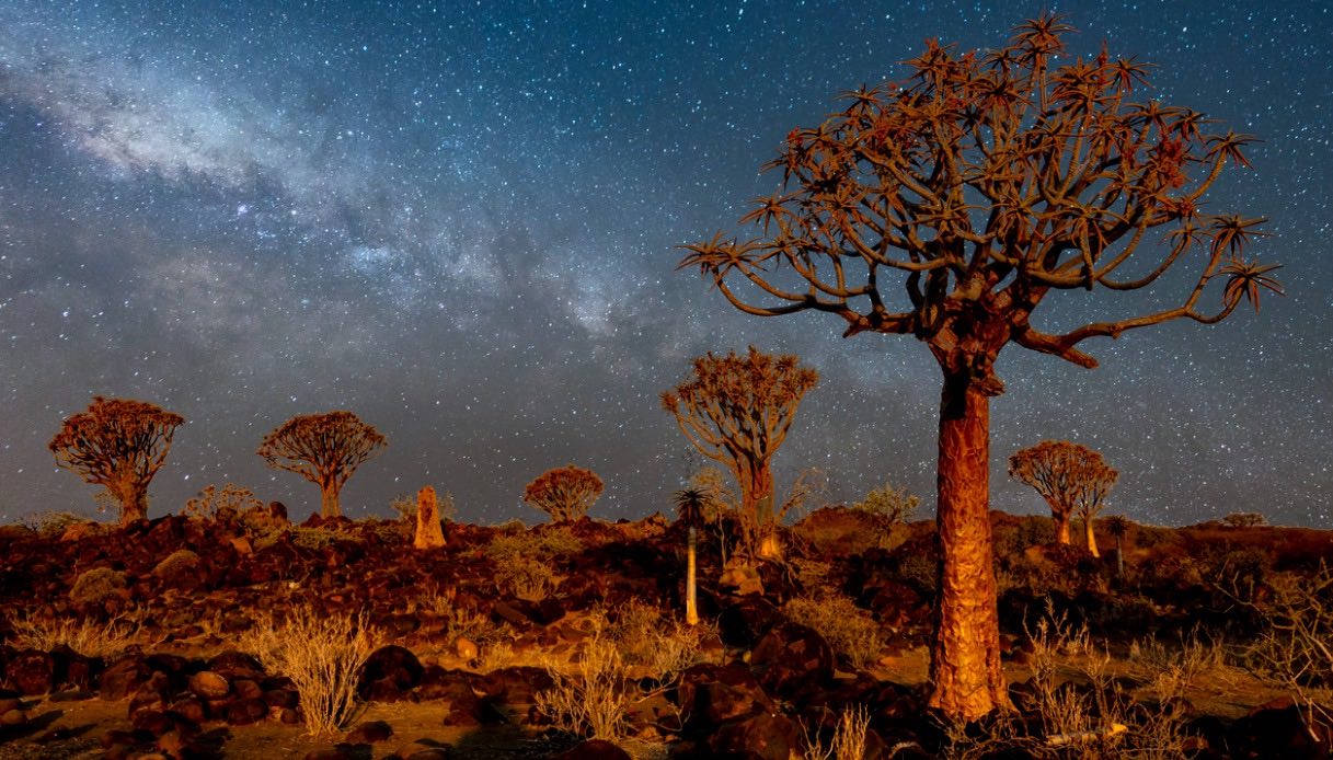 Quiver Tree Forest