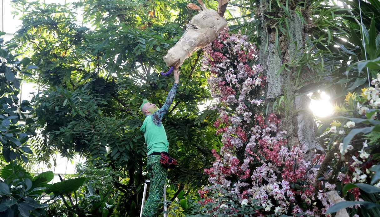 Festival delle orchidee nei giardini di Kew