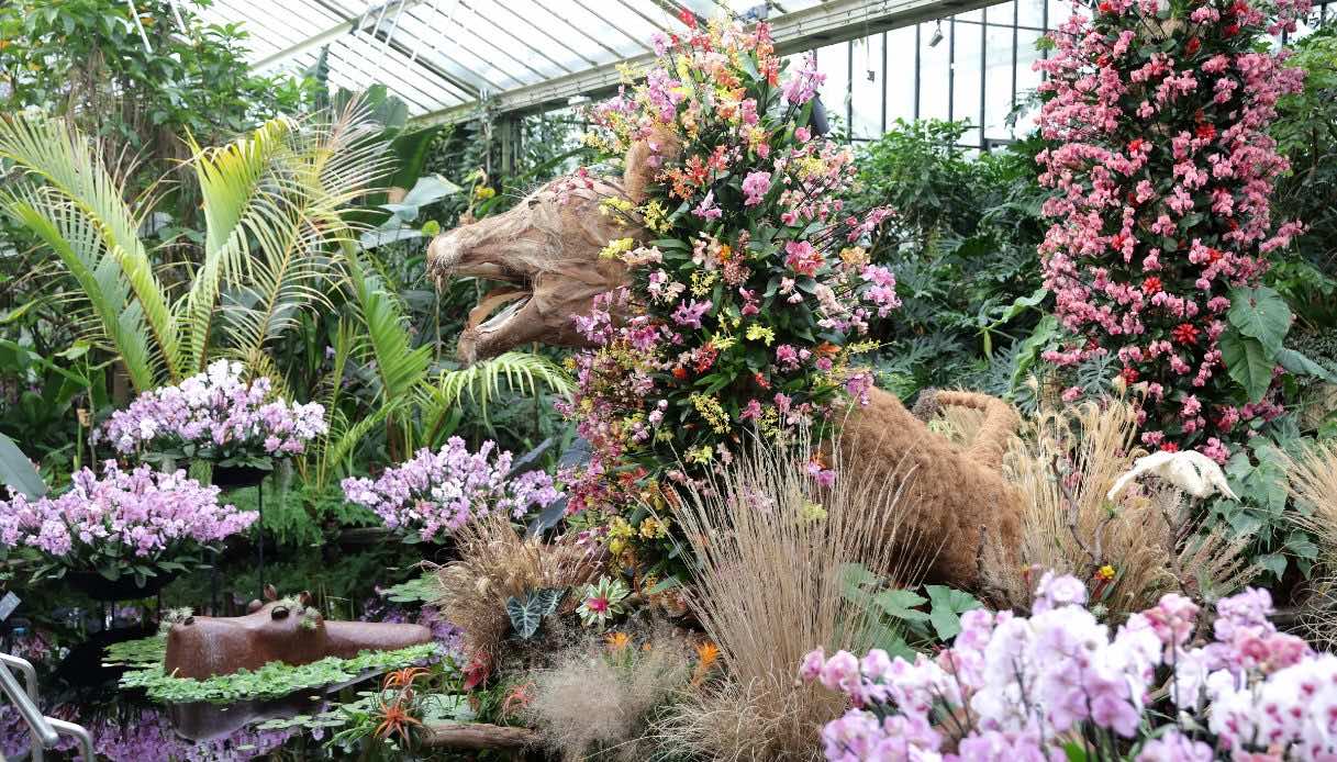 Kew orchid Festival