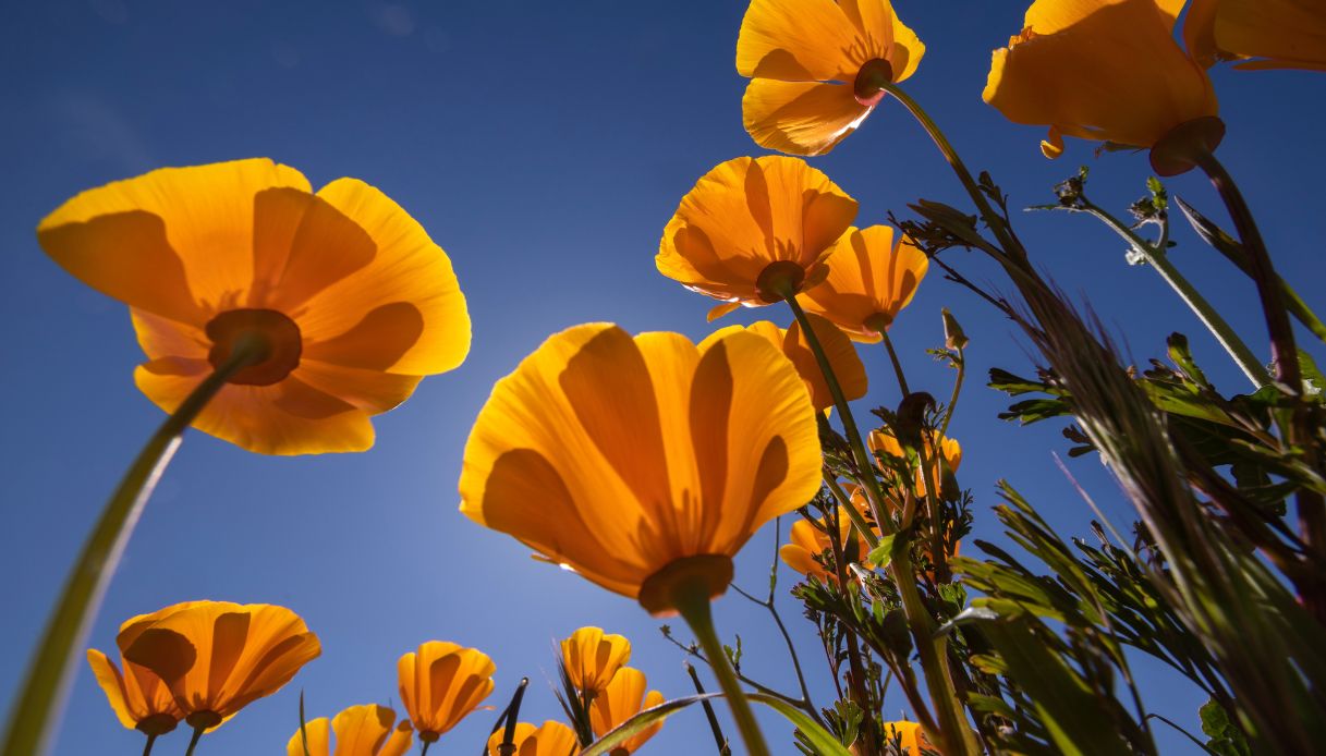 Il fiore ufficiale della California fiorisce nei pressi della città di Perris