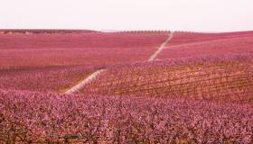 Fioriscono i peschi: il mondo si tinge di rosa