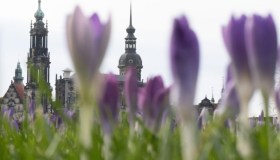 I crochi stanno fiorendo, così la primavera annuncia il suo arrivo