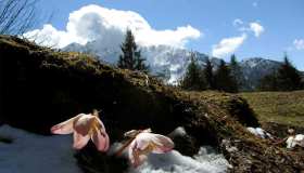 Alla scoperta delle spettacolari fioriture sulle Alpi