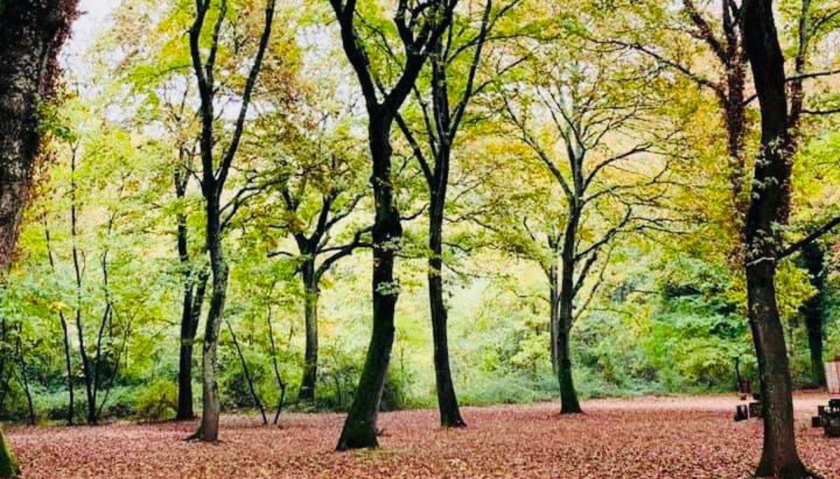 Il Bosco di Paliano, l'area naturalistica a pochi chilometri da Roma