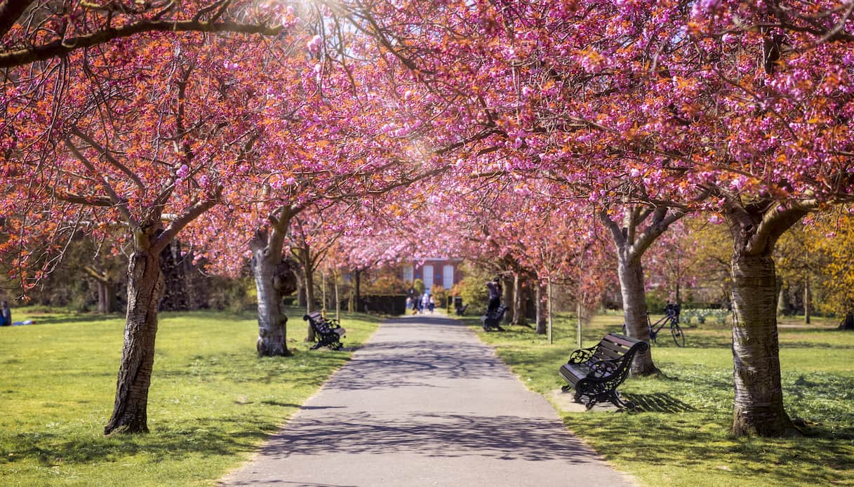 È tempo di primavera: le fioriture più belle d’Europa da vedere quest’anno