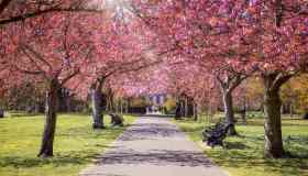 È tempo di primavera: le fioriture più belle d’Europa da vedere quest’anno