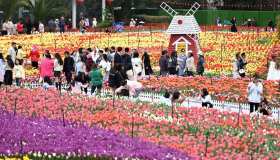 Sembra di stare in Olanda. In realtà ci troviamo dall’altra parte del mondo