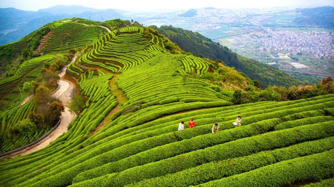 Perché dovresti visitare un Tea Garden almeno una volta nella vita