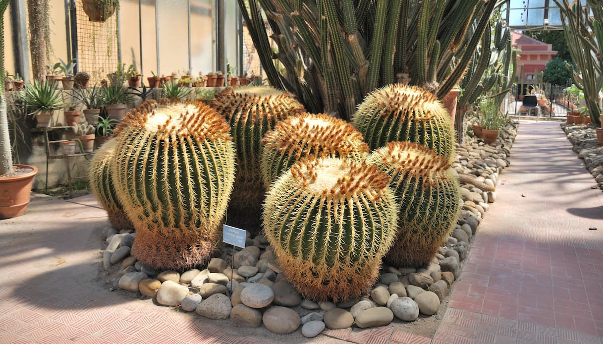 Orto Botanico di Palermo