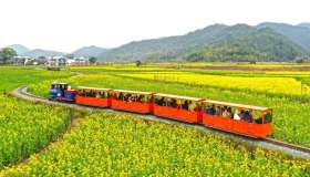 Il trenino che attraversa la fioritura dal colore del sole