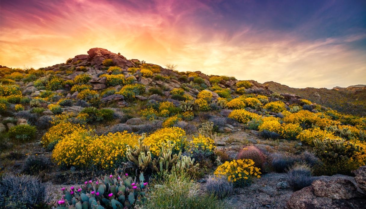 I fiori selvatici nel deserto di Anza-Borrego