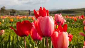 Turri, il borgo dei tulipani