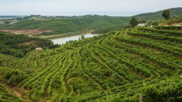 In Albania tra vigne e cantine, l’itinerario da scoprire
