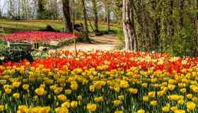 Aprile è il mese dei tulipani a Pralormo: le visite imperdibili