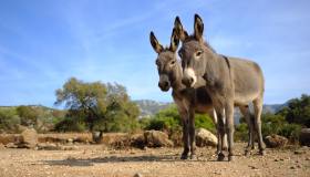 In Sardegna sulla via della transumanza (con gli asinelli)