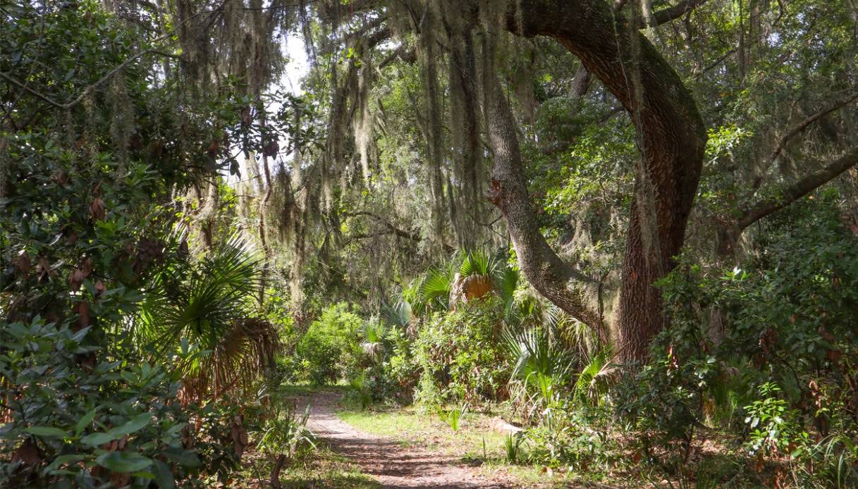 Le foreste fiabesche di Cumberland Island