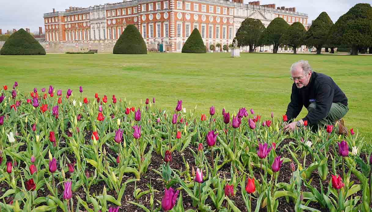 Londra, il Festival dei Tulipani all'Hampton Court Palace
