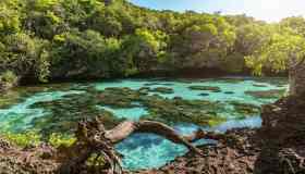 Foreste pluviali: quali sono quelle più a rischio