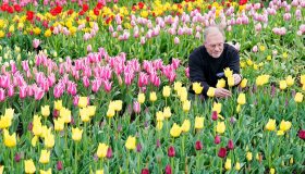 Londra come l’Olanda: il Festival dei Tulipani è un omaggio alla bellezza