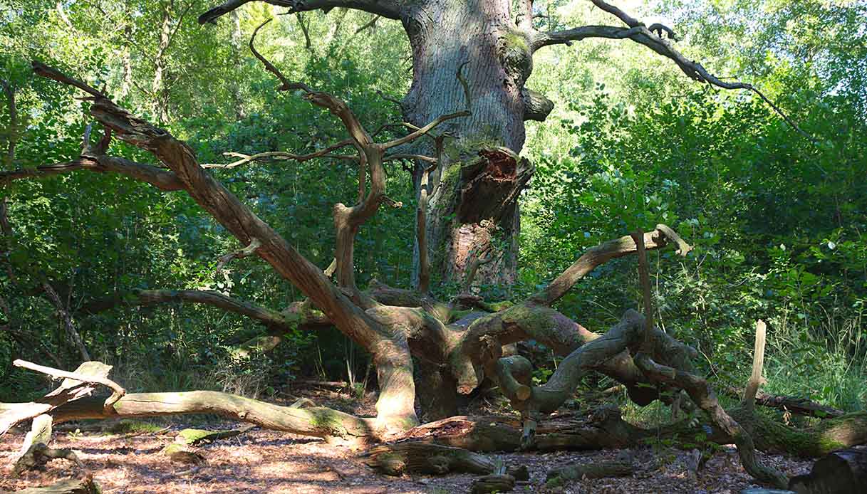 Foresta di Reinhard