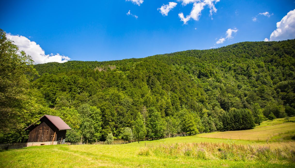 Risnjak