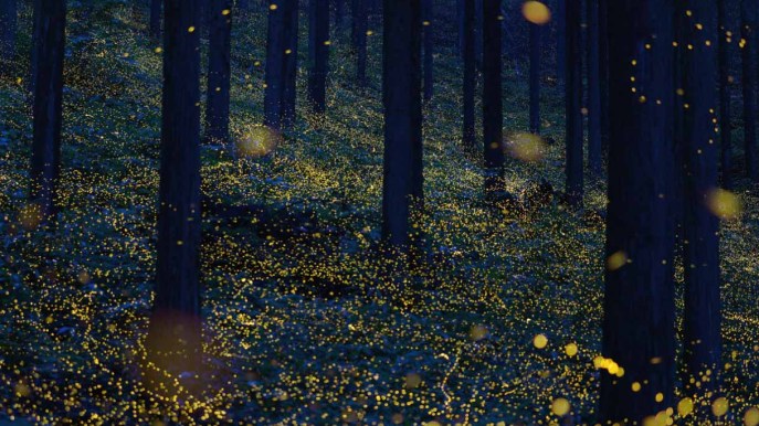 La “sfilata delle lucciole” è uno spettacolo magico che incanta