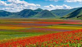 La fioritura più bella d’Italia sta per esplodere: quando e come ammirare lo show