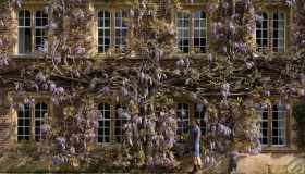 Il glicine più bello del mondo è fiorito: la visione è magica