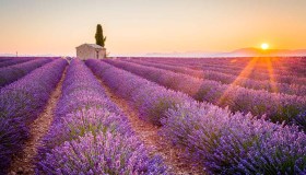 L’oro viola sta per tingere di meraviglia questi luoghi: lo show ha inizio