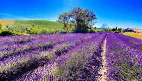 Santa Luce, in Toscana, la piccola Provenza italiana