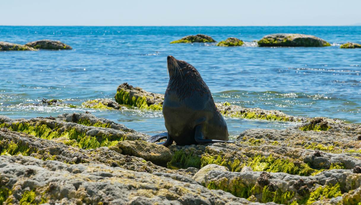 In Inghilterra c’è una spiaggia dove si possono ammirare le foche