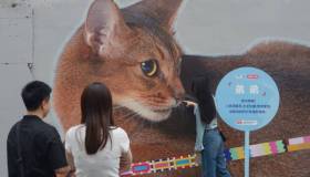 In questa città è stata inaugurata una strada dedicata ai gatti
