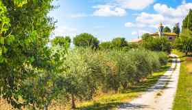 Viaggio nelle Marche, per degustare l’olio in un frantoio