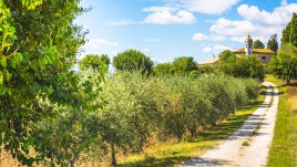 Viaggio nelle Marche, per degustare l’olio in un frantoio
