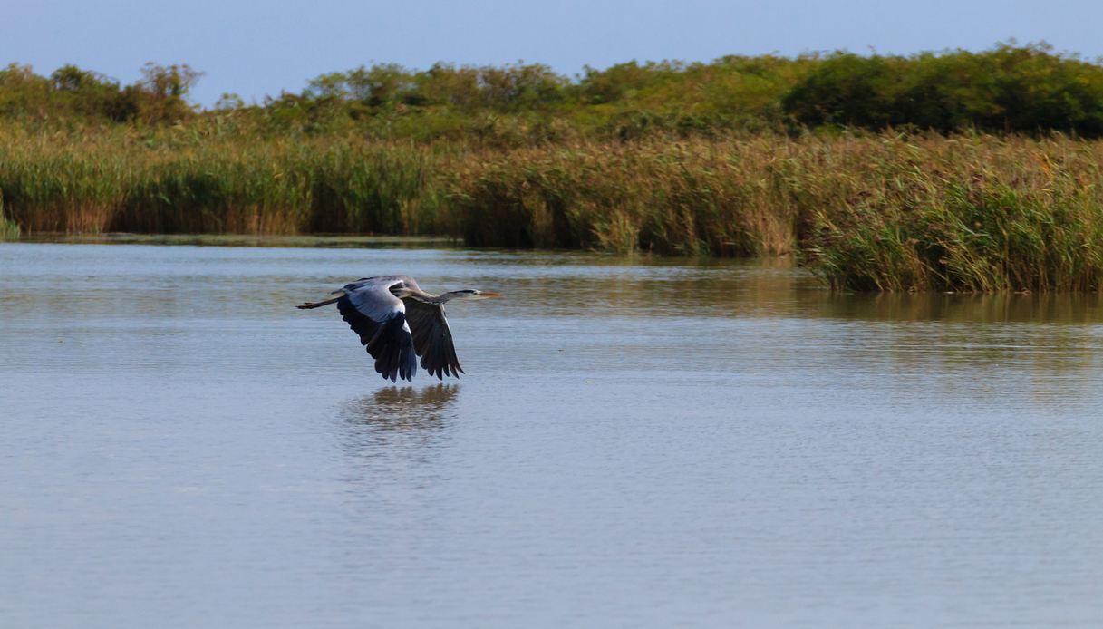 Il Parco del Delta del Po, i migliori itinerari per il birdwatching
