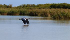 Il Parco del Delta del Po, i migliori itinerari per il birdwatching