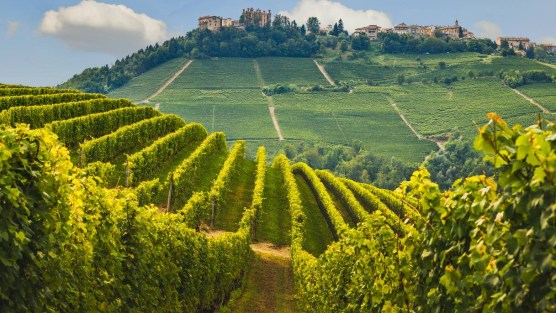 Langhe, degustazioni in cantina: i sapori che raccontano un territorio