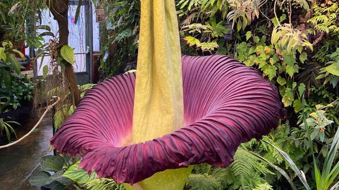 In questo giardino puoi ammirare il fiore più grande del mondo