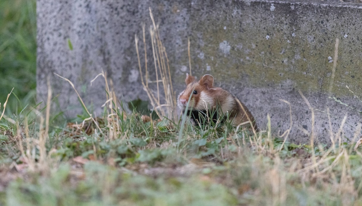 Vienna: gli animali fantastici del cimitero