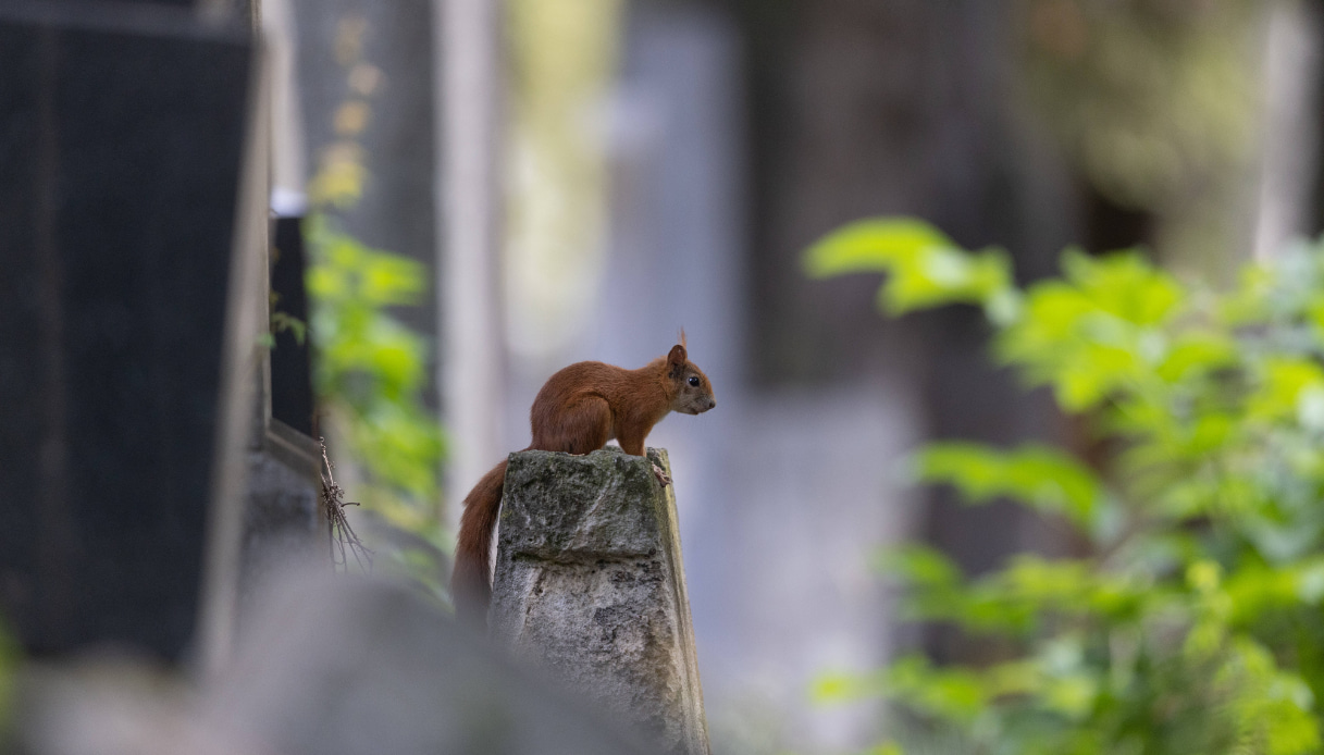 Vienna, nel cimitero monumentale gli animali fantastici