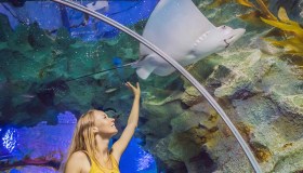 Viaggio negli abissi: i 5 acquari più belli del mondo