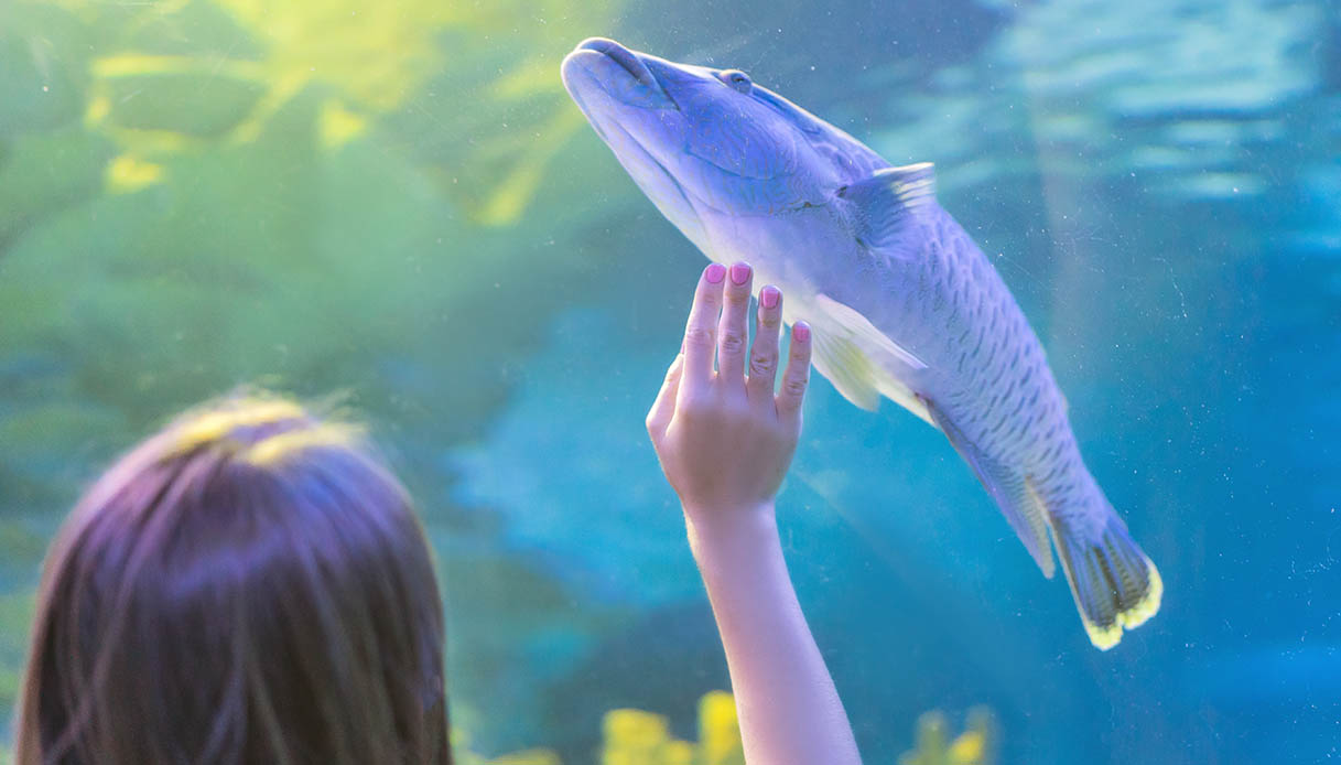 Acquario di Dubai