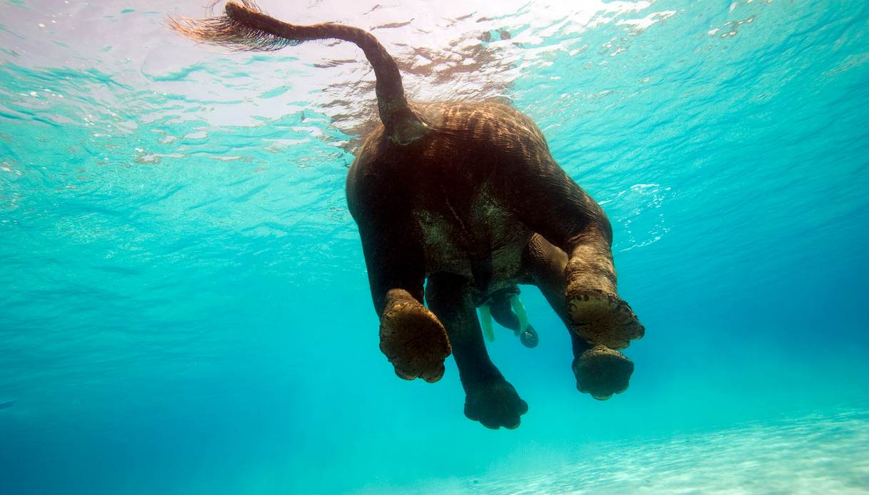 Havelock, fare il bagno con elefanti