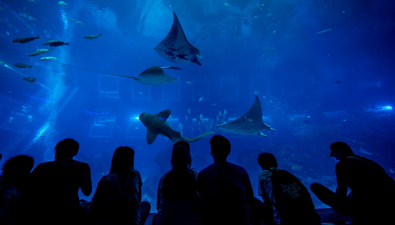 S.E.A. Aquarium