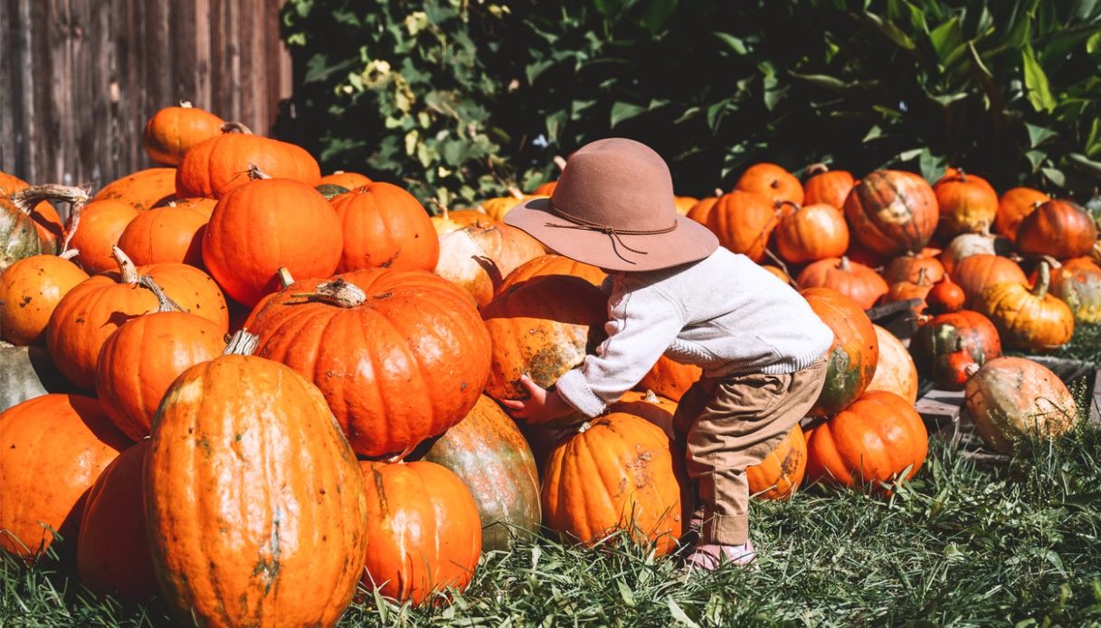 Pumpkin patch, dove trovarli in Italia