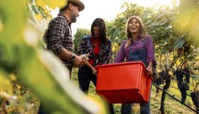 Cantine aperte e vendemmia 2023: come e dove diventare vignaioli in Italia
