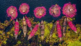 Le foto della raccolta delle ninfee sono un omaggio alla bellezza della natura