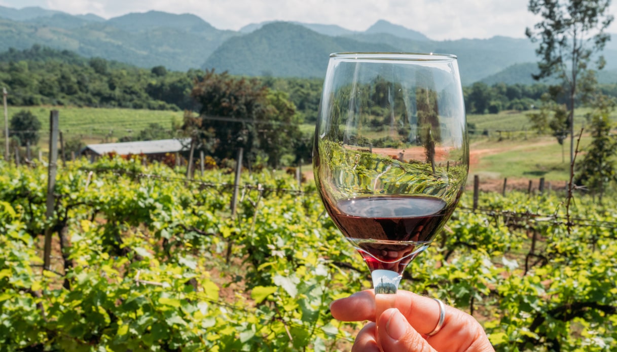 Viaggi e vino: le mete top per l’enoturismo