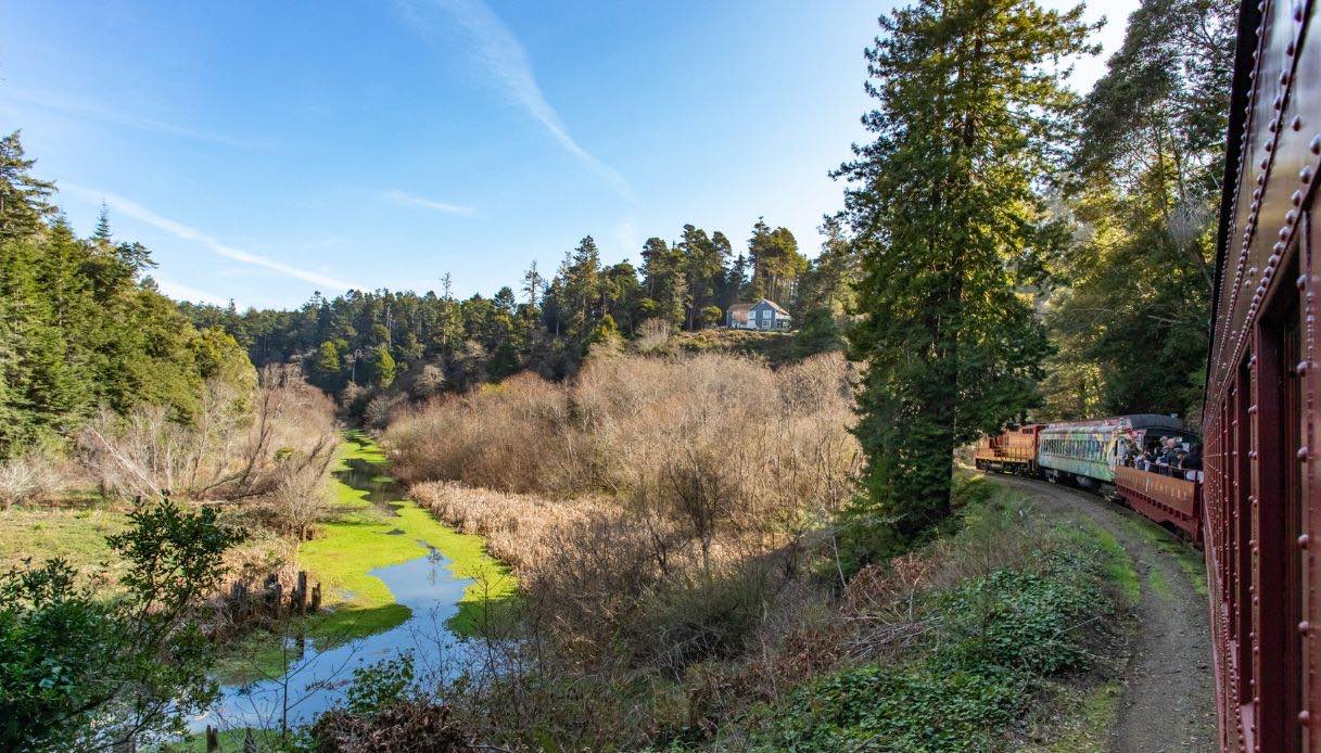 Il treno d'epoca che conduce nel bar nella foresta